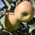Fira de la Poma d'Ullà