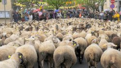 Fira de la Transhumància de Sant Antoni de Vilamajor