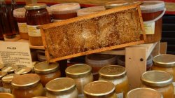 La mel i les abelles a l'Aplec de les Bresques d'Orpí