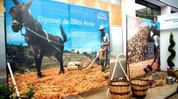 Exposició del Cigronet de l'Alta Anoia