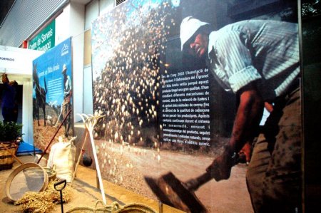 Exposició del cigronet de l'Alta Anoia