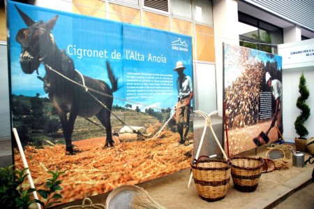 Exposició del cigronet de l'Alta Anoia