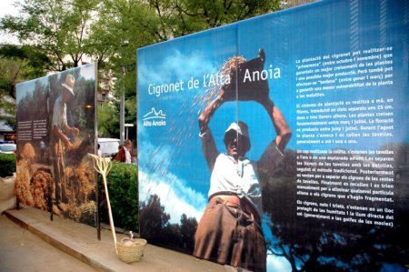 Exposició del cigronet de l'Alta Anoia