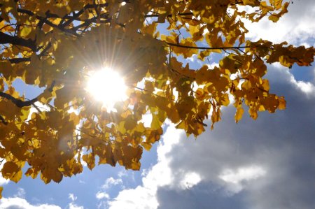 NATURÀLIA, la fira de teràpies naturals