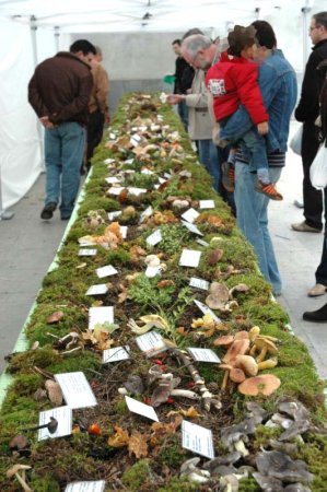 Festa del Cep de Vilaller