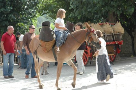 Festa del Negociants i Traginers de Copons