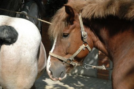 Festa del Negociants i Traginers de Copons