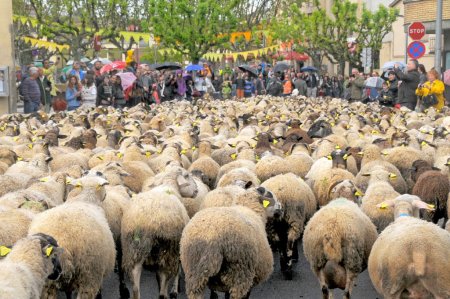 Fira de la Transhumància de Sant Antoni de Vilamajor