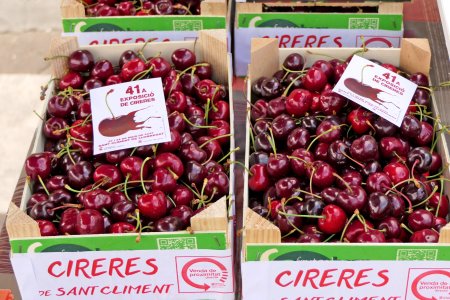 Exposició de Cireres a Sant Climent de Llobregat