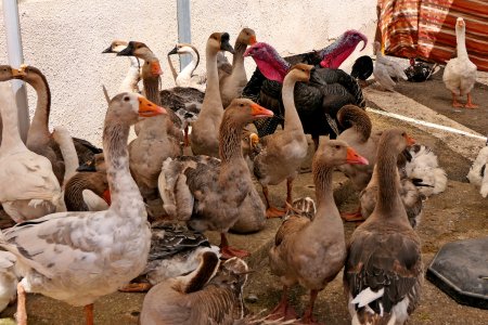 Móra Morisca de Móra d'Ebre