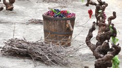 Festa del Most, mostra de les tradicions i dels oficis del camp català a Castellví de la Marca