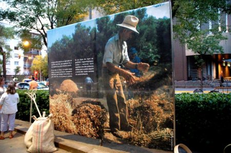 Exposició del cigronet de l'Alta Anoia