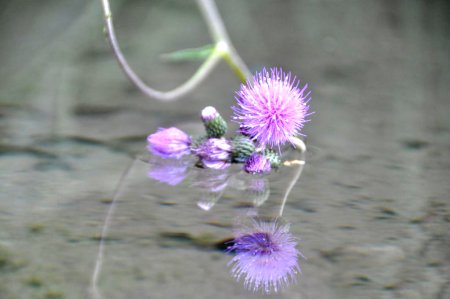 NATURÀLIA, la fira de teràpies naturals