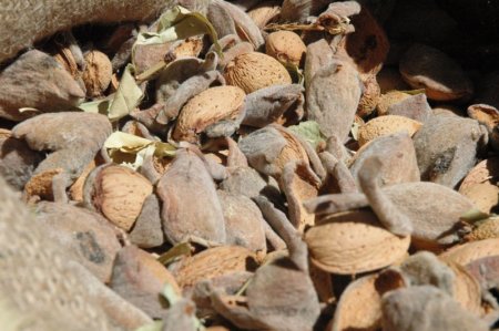 Fira de l'Ametlla de Vilagrassa Fira de l'Ametlla de Vilagrassa