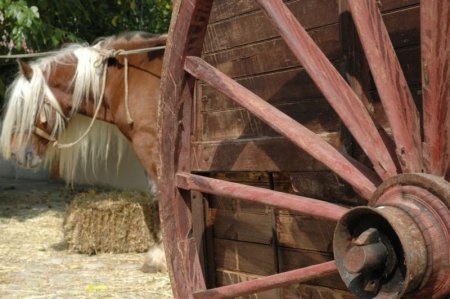 Festa del Negociants i Traginers de Copons