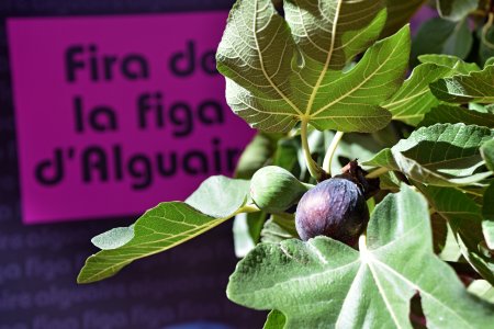 Fira de la Figa d'Alguaire