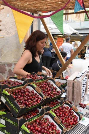 Festa de la Cirera a Torrelles de Llobregat